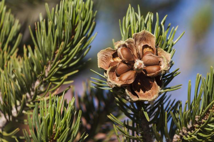 How To Use Pine Nuts In Cooking